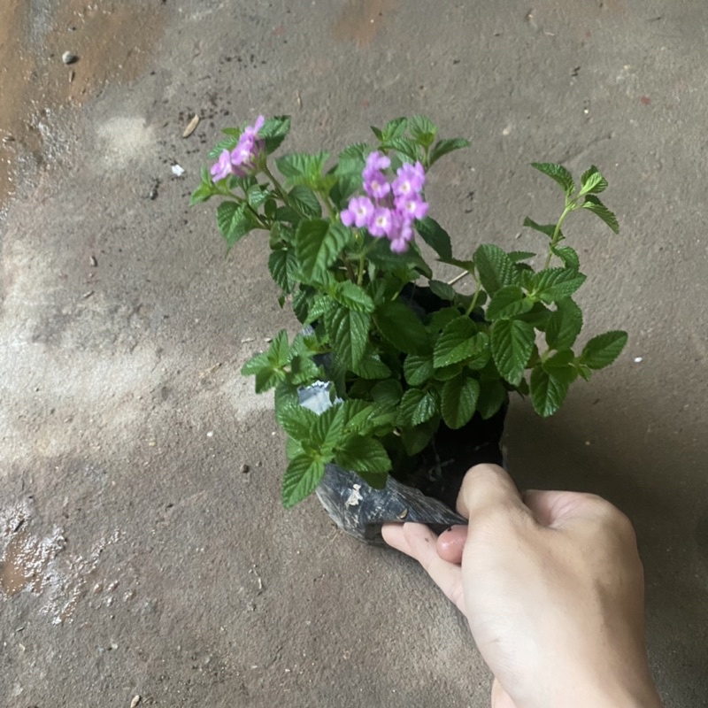 Cây hoa ngũ sắc tím rủ trồng bịch đen xum xuê nhiều ngọn thích hợp trồng ban công sân vườn (Ảnh Thật)
