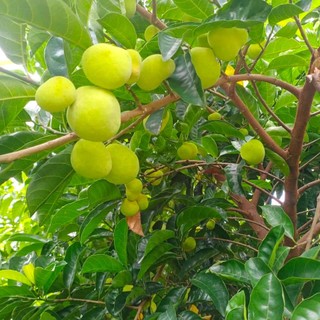 Cây giống chay ruột đỏ cao