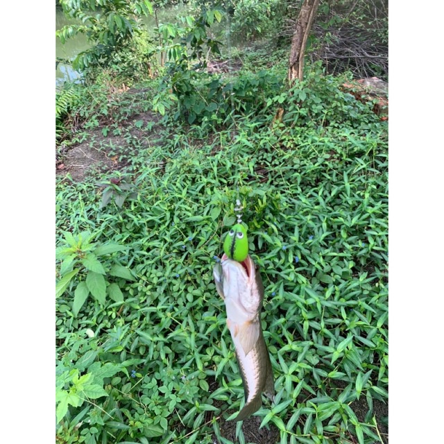 Mồi câu cá lóc nhái hơi F35 Titan, 6g câu nổi- 9g câu chìm, dài 3,3cm. Mồi nhái hơi A33 lưỡi độ