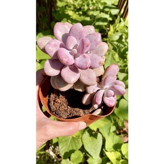 sen đá sỏi Hồng mập