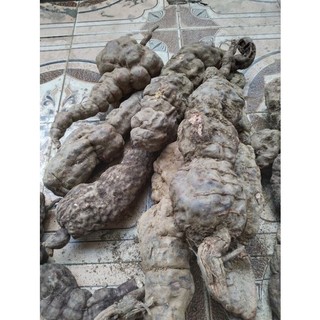 Củ hà thủ ô tươi chuẩn rừng