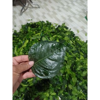 Lá chúc, lá chanh thái , lá chúc tươi 0.5kg