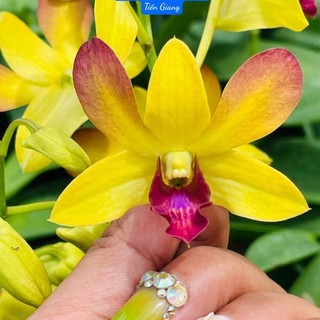 Hoa lan dendro nắng KGI - hoa thơm, lâu tàn, bán cây hàng lá