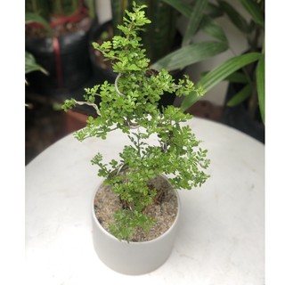 Cây Cần Thăng Bonsai mini Size Dáng Đa Dạng Size để bàn Ưa Nắng Vừa