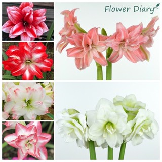 Củ hoa loa kèn | lan huệ | huệ tây cánh kép