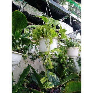 Cây Trầu Bà Cẩm Thạch (Chậu Treo)