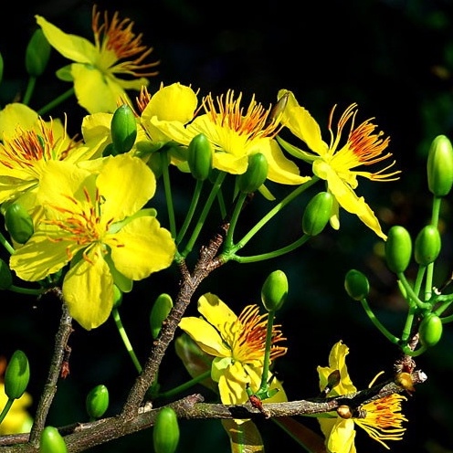 Siêu Lân Tạo Mầm Hoa Cực Mạnh , Phân Bón Kích Ra Hoa dùng cho hoa kiểng, vạn thọ, rau màu.