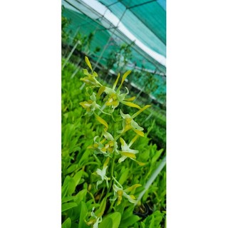 HOA LAN DENRO BẠCH LONG GỬI NGUYÊN CHẬU PHI 12