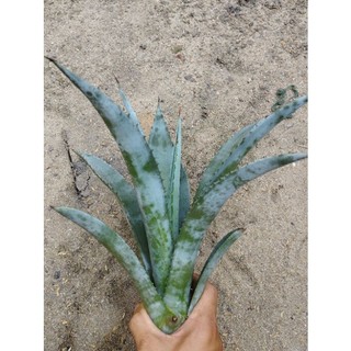 Dứa nam mỹ (cao 30cm đến 50cm)1 cây