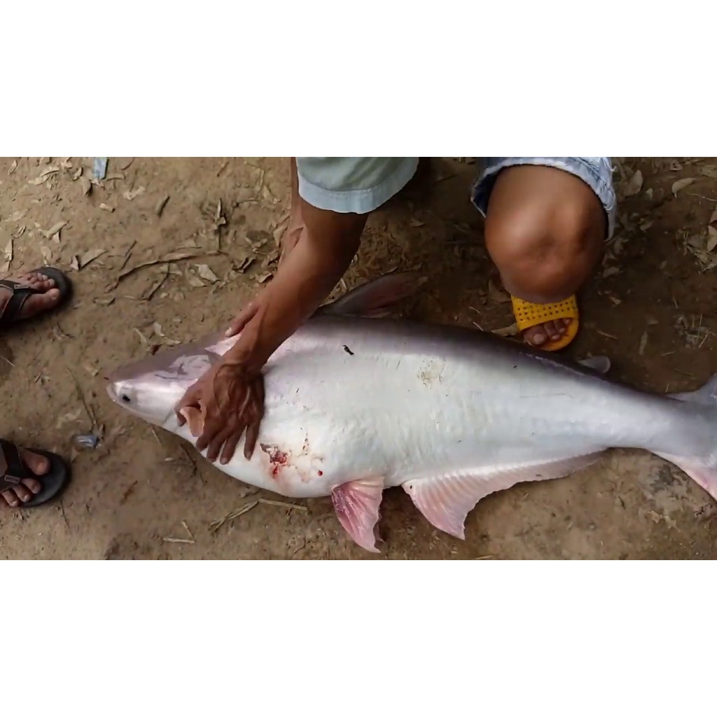 Tinh mùi câu cá tra siêu nhạy Yuhoo Thái Lan, 58ml – Hương dụ cá, cá tra đầu bò, cá basa, cá vồ đém, cá hú – Fimax