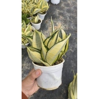 Chậu cứng Lưỡi hổ vàng Hahnii