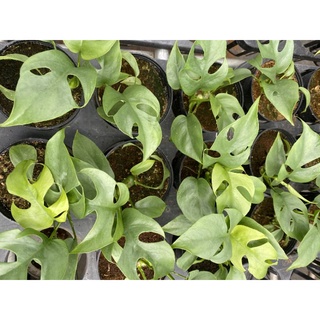 Chậu cứng Monstera mini