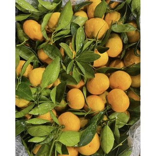 Quýt thái 1kg [HCM]