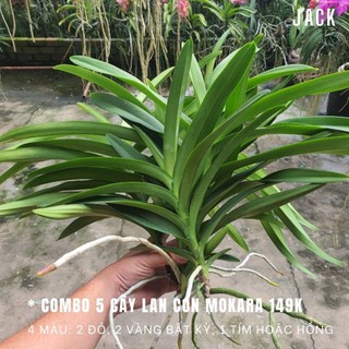 Combo 5 cây lan con mokara