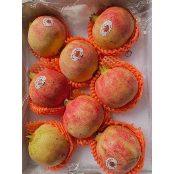 Lựu Thái, Tunisia size 6,7,8  - Hàng mới