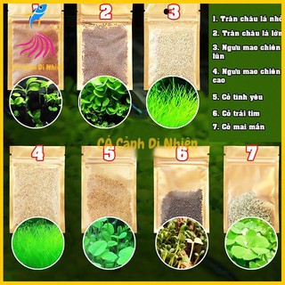 Hạt giống thủy sinh cỏ trân châu, cỏ ngưu mao chiên, cỏ Trái Tim, Cỏ May Mắn, Cỏ Tình Yêu