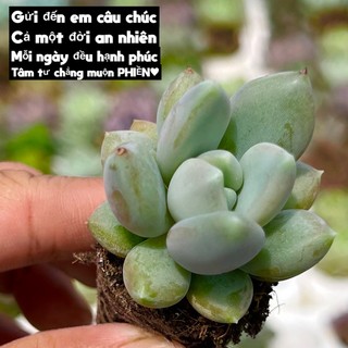 Sen đá sỏi dẹt size mini 2-2,5cm thuanphat garden, dễ thương lắm, lỗi 1 đổi 1