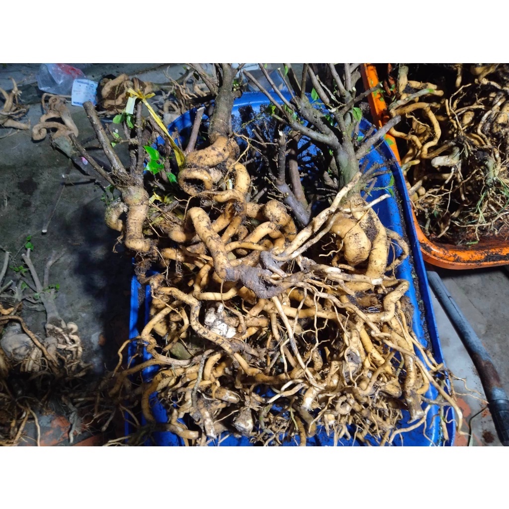 Phôi hoa giấy mỹ