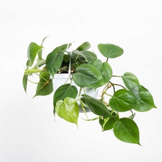 Chậu mềm Trầu Bà Tim Xanh Philodendron scandens