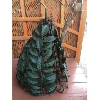 Lụp chim cu gáy - loại 2