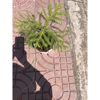 Cây Tùng Bách Tán để trưng bàn