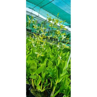 HOA LAN DENRO BẠCH LONG GỬI NGUYÊN CHẬU PHI 12