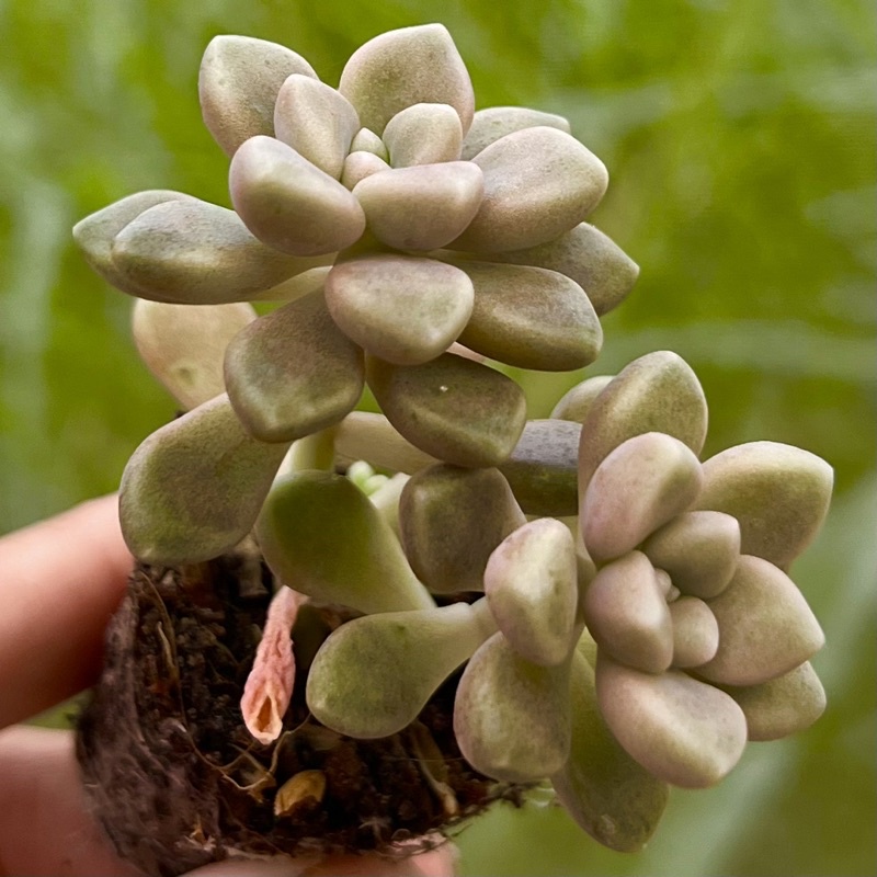 Sen đá Kim Tuyến mập size mini 2-2,5cm, siêu dễ nuôi màu siêu đẹp, lỗi 1 đổi 1