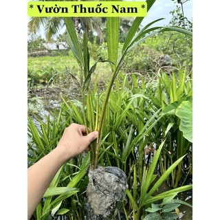 Cây dừa nước miền tây ,cây giống dừa nước miền tây làm giống cây cao to khoẻ