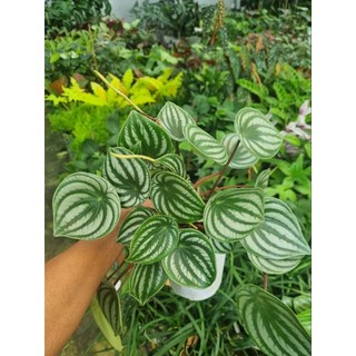 Chậu cây lá dưa hấu -Peperomia argyreia