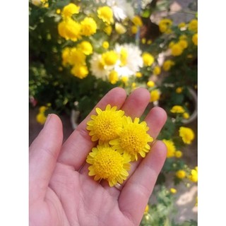 Cây giống cúc chi vàng rủ -hoa làm trà