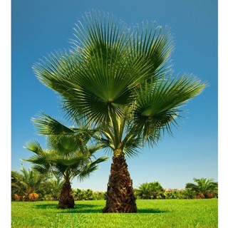 Hạt giống cây cọ mỹ ( Pritchardia filifera ) - 5 hạt (TẶNG gói kích thích hạt nảy mầm)
