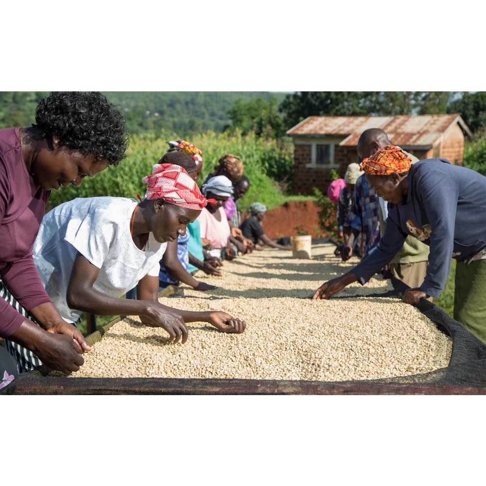 Cà phê Kenya Nyeri Tambaya - rang mới - grindclub.coffee