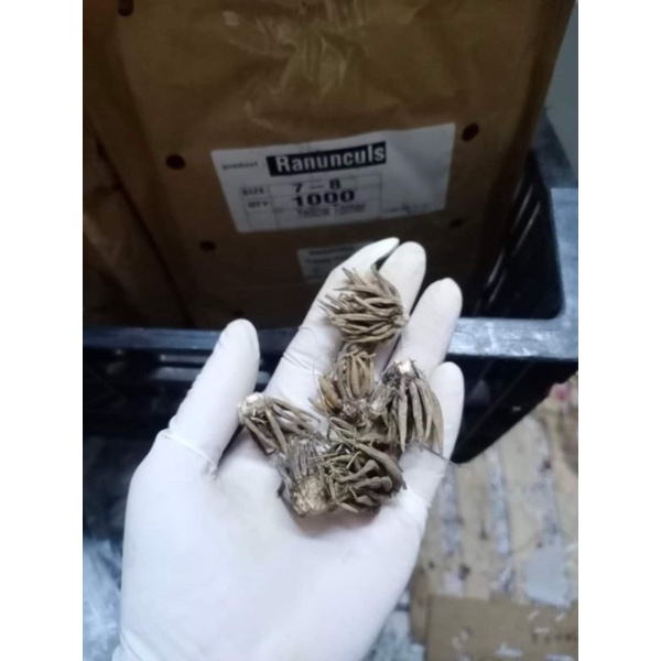 Củ giống hoa mao lương Hồng ngoại ba tư