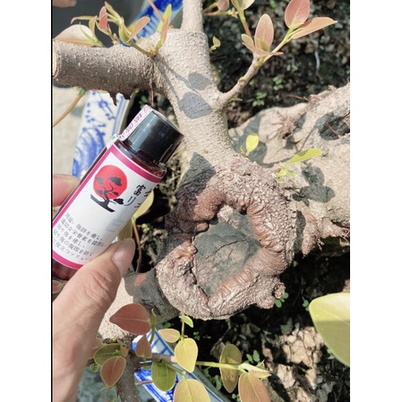 Keo liền sẹo Bonsai Nhật bản, Liền sẹo bonsai, liền sẹo cực mạnh, keo liền sẹo Nhật Bản