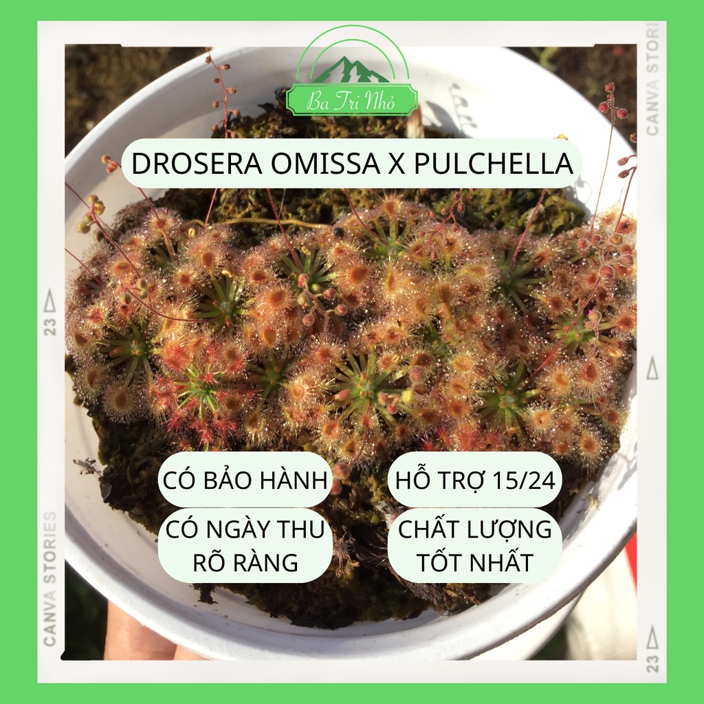 Hạt giống "mầm đông" cây bắt mồi ăn thịt gọng vó Drosera Omissa x Pulchella (nảy mầm chỉ sau 5-7 ngày) I Ba Tri Nhỏ