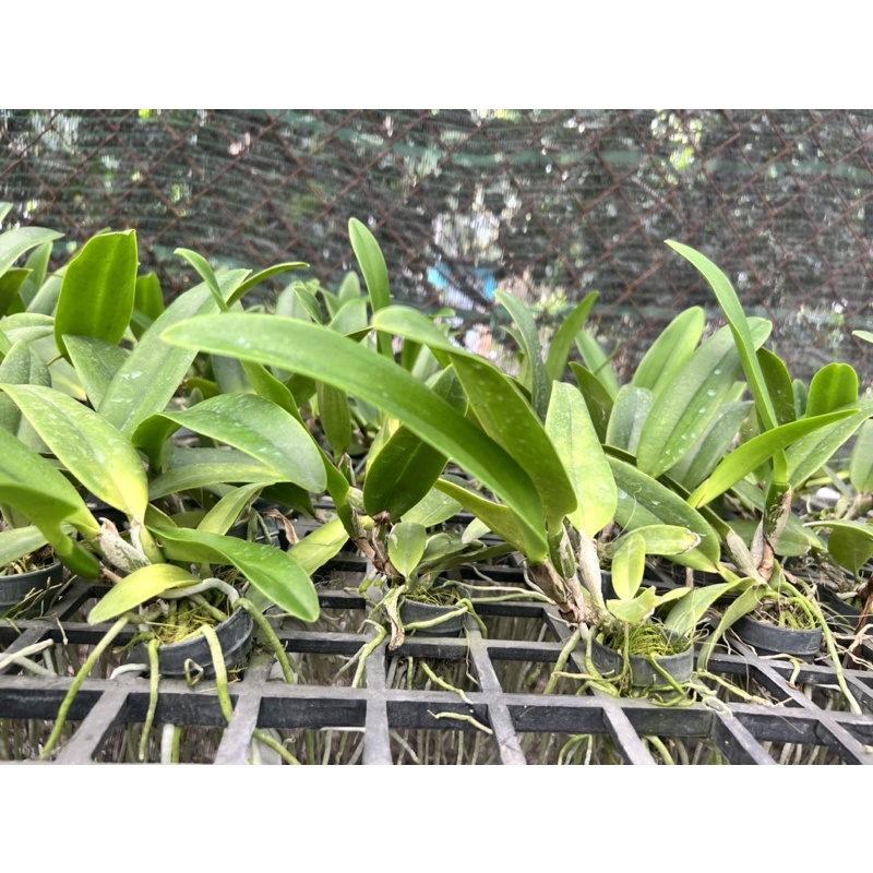 Cattleya hoa đại mã TN-03