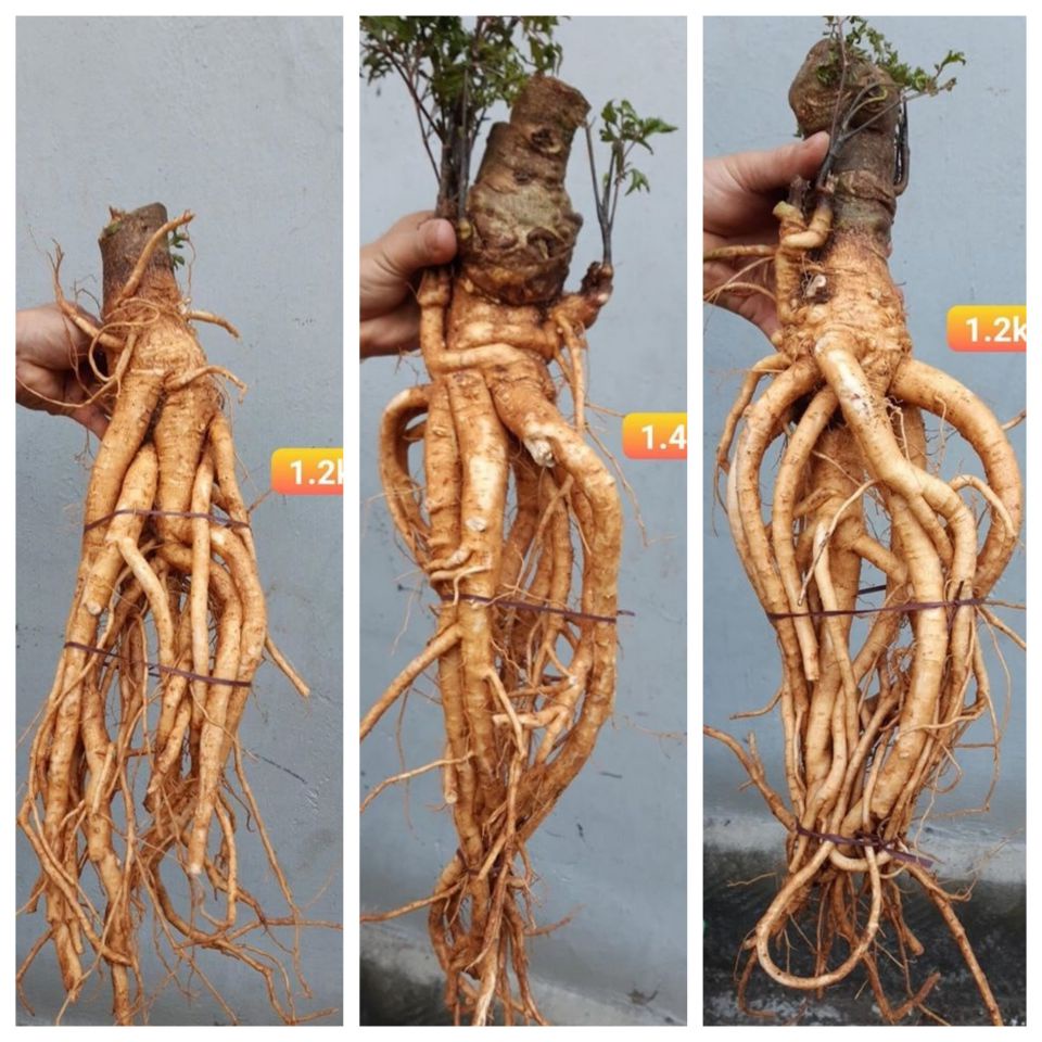 Củ đinh lăng nguyên củ 2kg