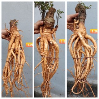 củ đinh lăng nguyên củ 2kg