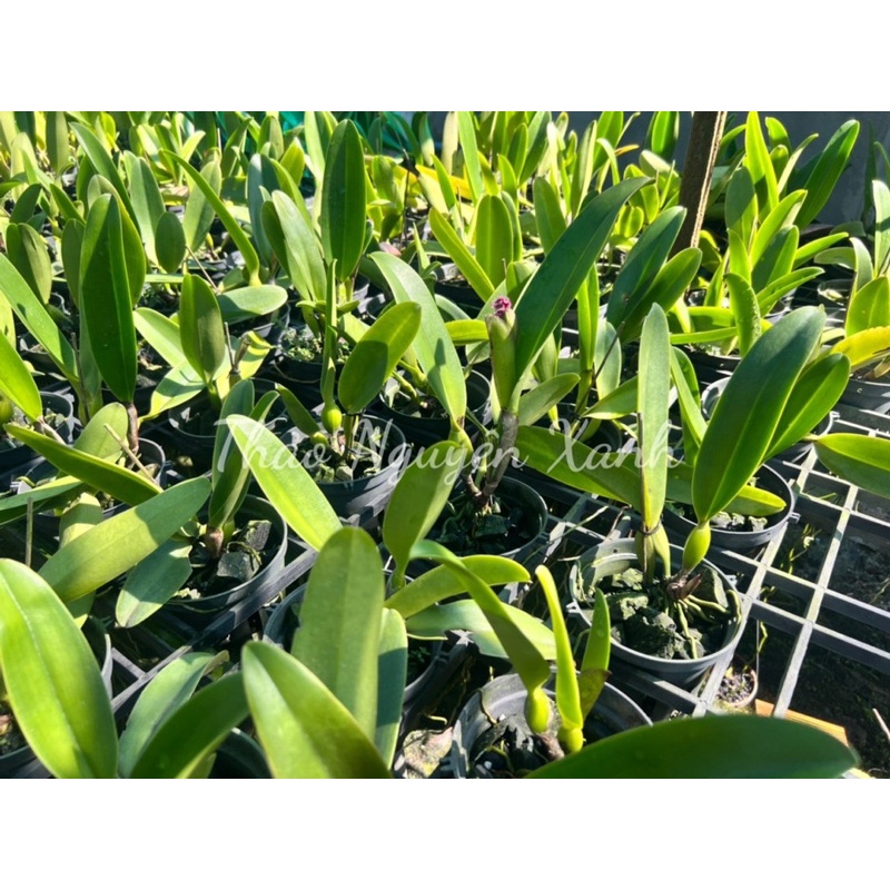 Cattleya hoa đại mã TN-03