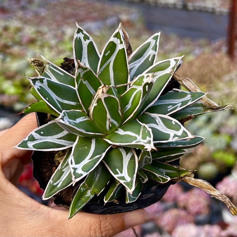 Cây sen đá Agave Tuyết Giới size 7-8cm THUANPHAT GARDEN, siêu khoẻ siêu đẹp, lỗi 1 đổi 1