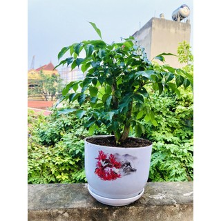 Cây hạnh phúc - Cây cảnh để bàn