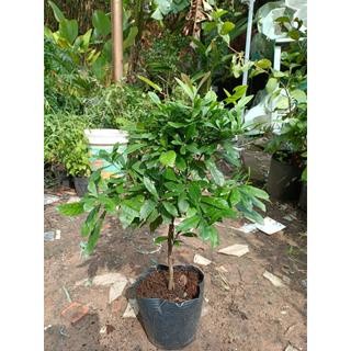 Cây thần kỳ 40-50cm đang hoa (chỉ giao hỏa tốc HCM)