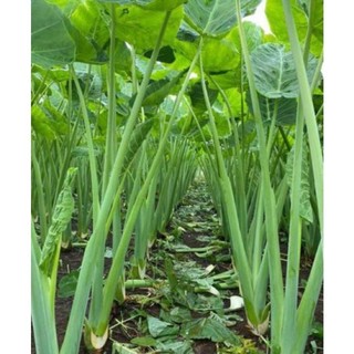 Củ Giống cây dọc mùng thân tím- trắng
