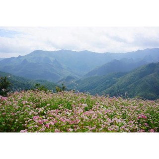 Hạt Giống Hoa Tam Giác Mạch