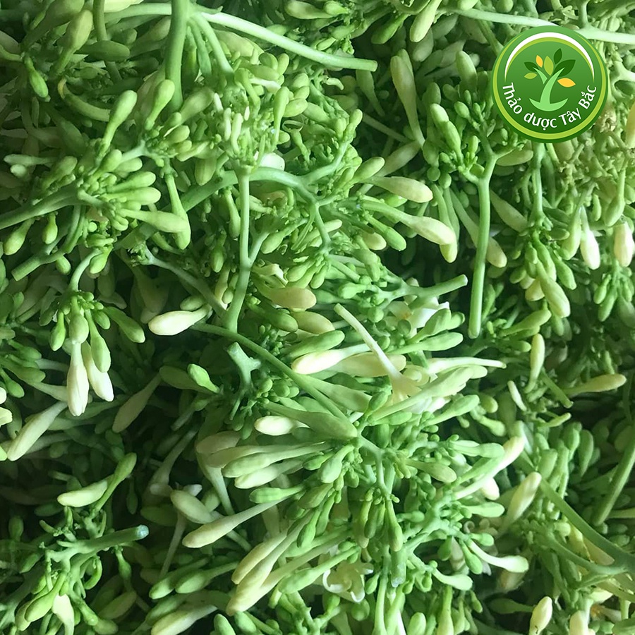 Hoa đu đủ đực tươi 100% có hàng mỗi ngày, ngừa ung thư, kích thích tiêu hóa, tốt cho hô hấp, gảm ho, ổn định đường huyết