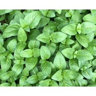 Chậu mềm rau quế vị (xá xị)