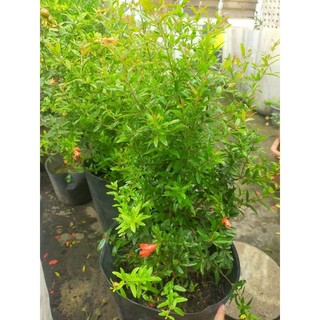 cây lựu thái đang có hoa cao 40-50cm