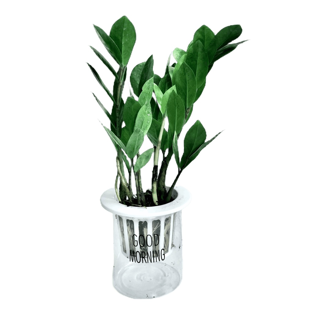 Cây kim tiền mini kèm chậu sứ tráng men, Cao 30cm, mang lại tài lộc