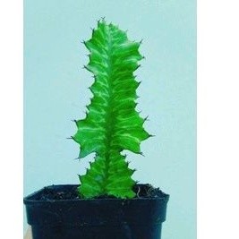 Xương rồng Euphorbia