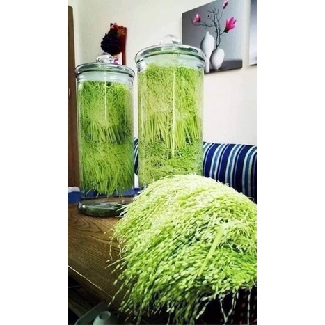 Đòng đòng lúa nếp non 1kg( Giao Hoả tốc Hà Nội)